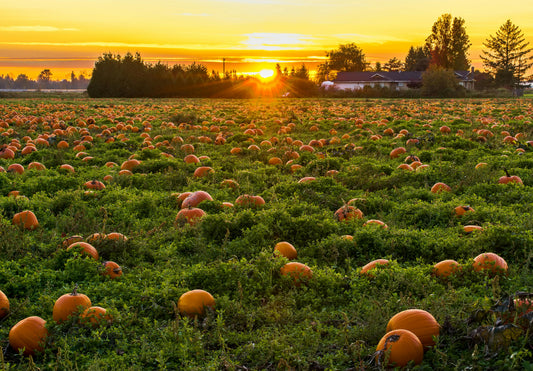 Finding True Love In The Pumpkin Patch